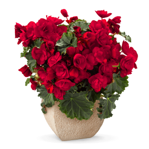FAVPNG_flower-bouquet-red-rose-floristry_7kPm1TNE-1.png